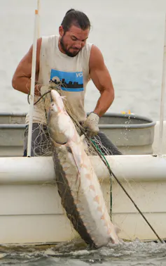 Man pulls large fish over side of boat