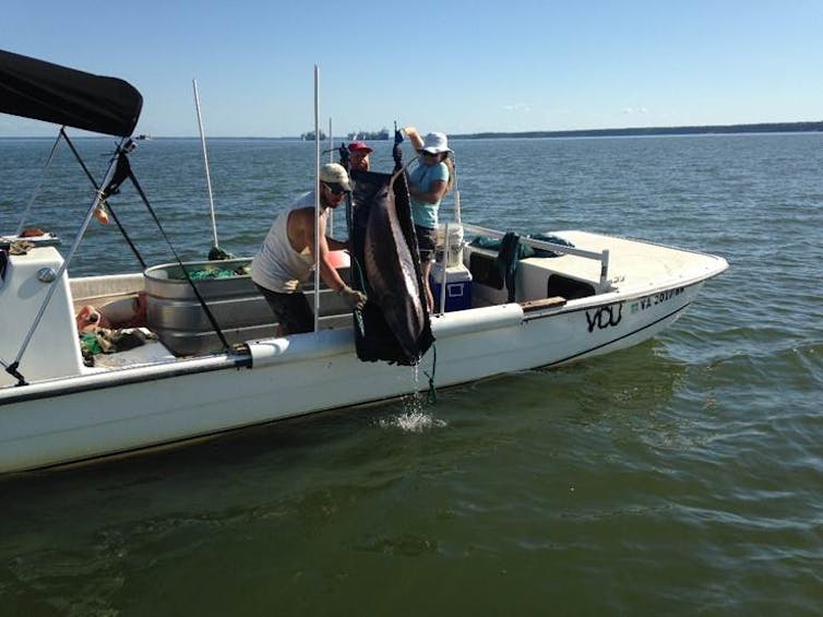 Three people carefully lower a large fish over the side of a boat toward the water