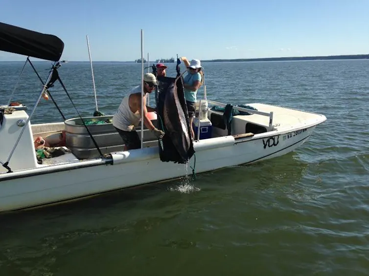 Three people carefully lower a large fish over the side of a boat toward the water