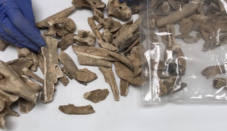 scattering of small bone shards spilling out of ziplock bag, with a purple-gloved hand