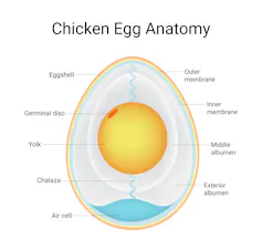 Illustration of the structure of an egg in cross section.
