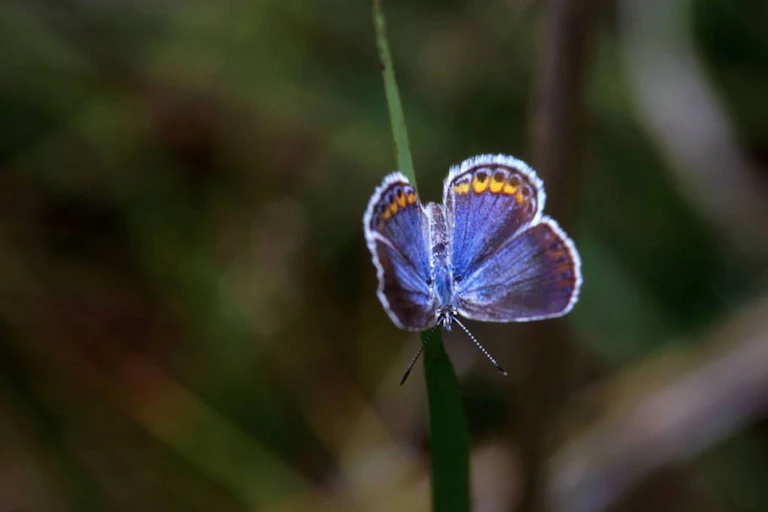 A bright blue butterfly with rows of yellow spots on its wing tips sits on a stalk of grass.