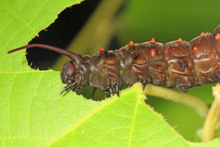 A closeup of a caterpillar eating a leaf.