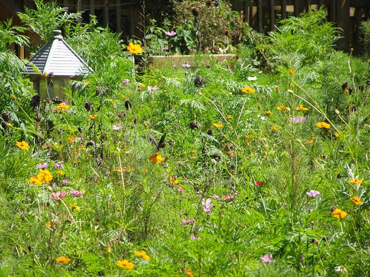 Butterflies on wildflowers in a small garden.