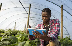 A young man with an iPad crouches down next to rows of leafy green vegetables inside a modern greenhouse