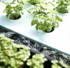 Basil plants grow through holes in a thick plastic sheet with water underneath