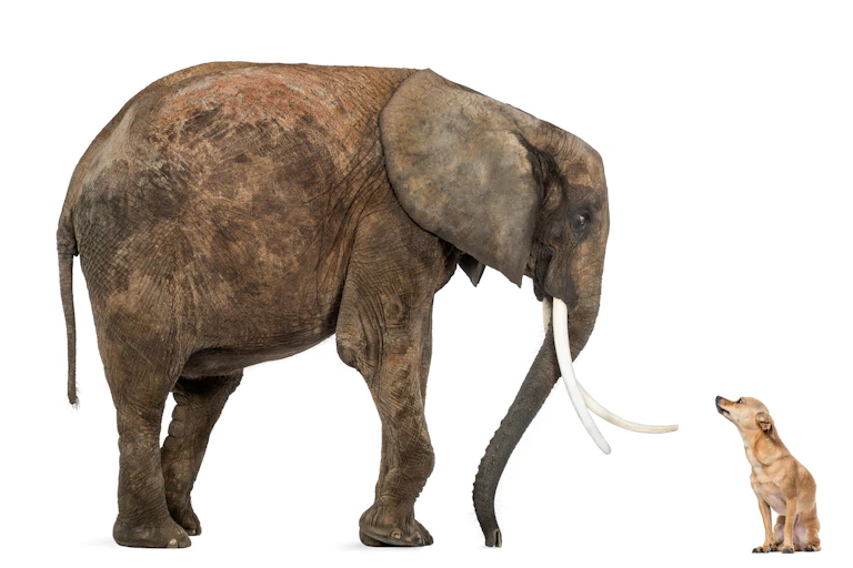 Elephant and chihuahua