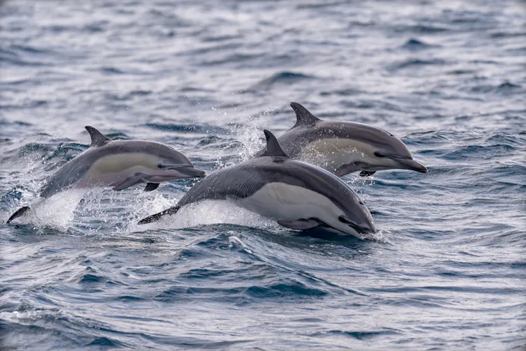 Dolphins leaping out of the sea