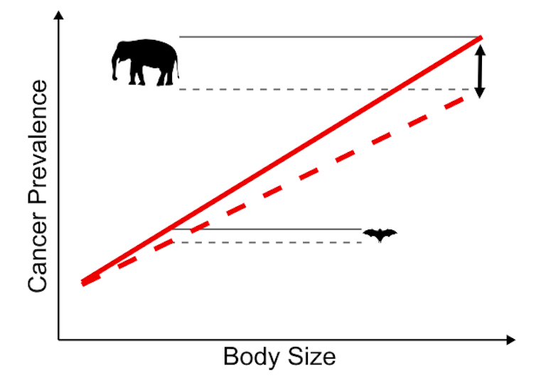 Graph showing risk of cancer against body size.
