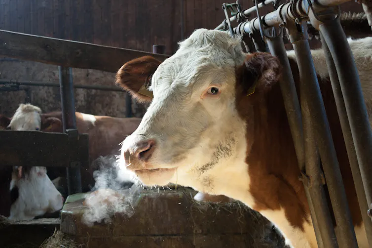 A cow stares out from a stall.