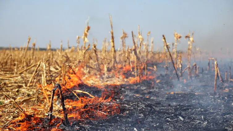 Fire eating through the stubble on a harvested corn field.