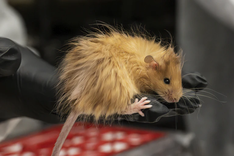 Woolly mouse