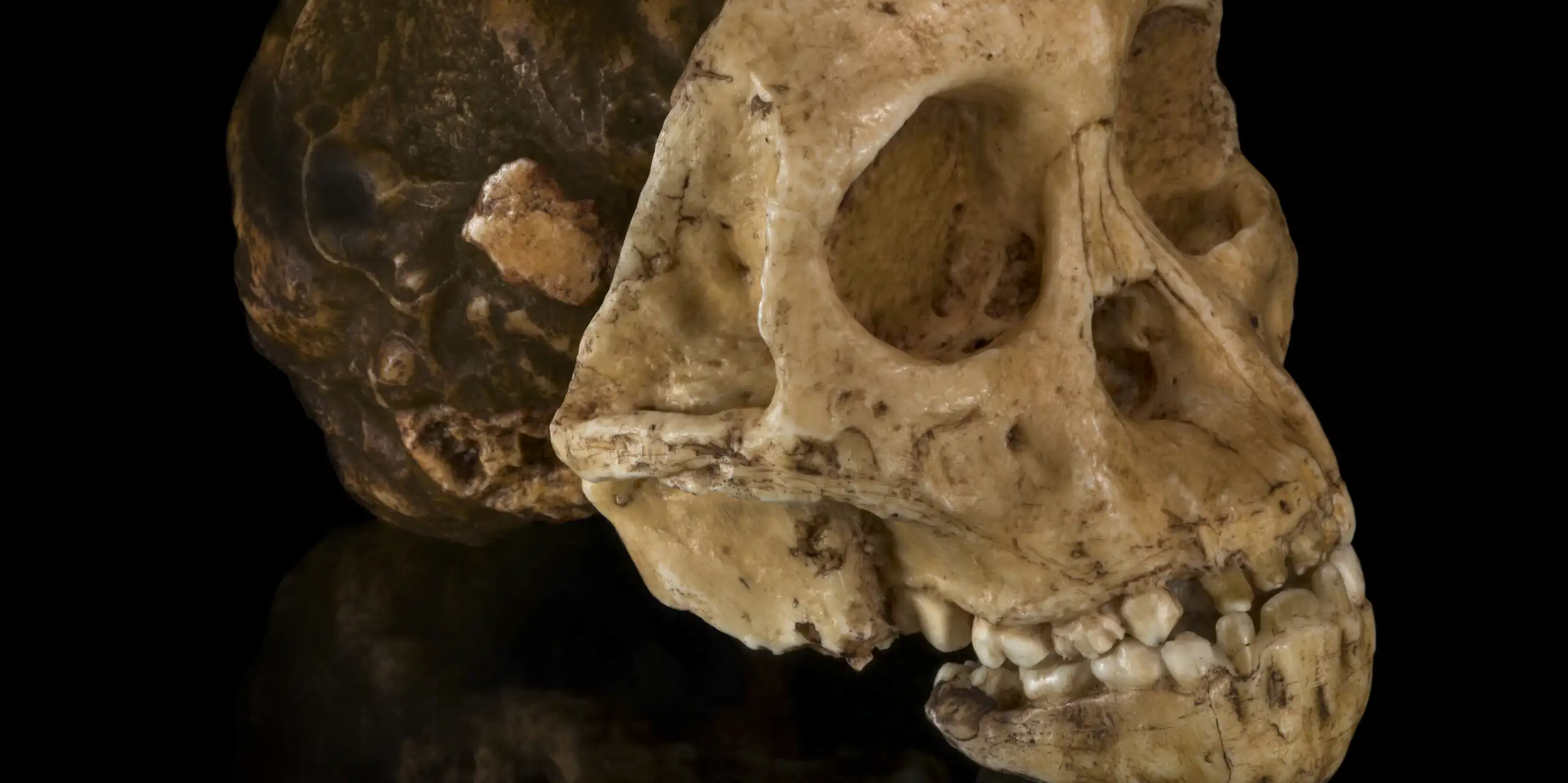 Cast of the Taung child fossil skull.