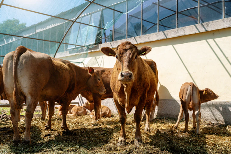 Brown cows in a paddock.