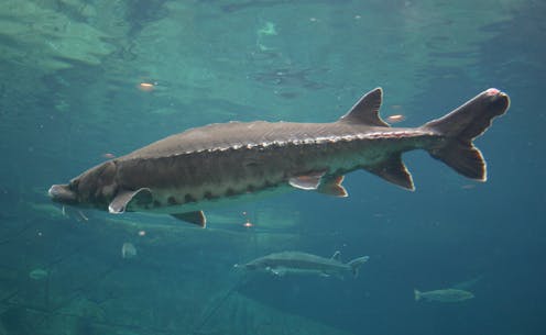 Atlantic sturgeon were fished almost to extinction − ancient DNA reveals how Chesapeake Bay population changed over centuries