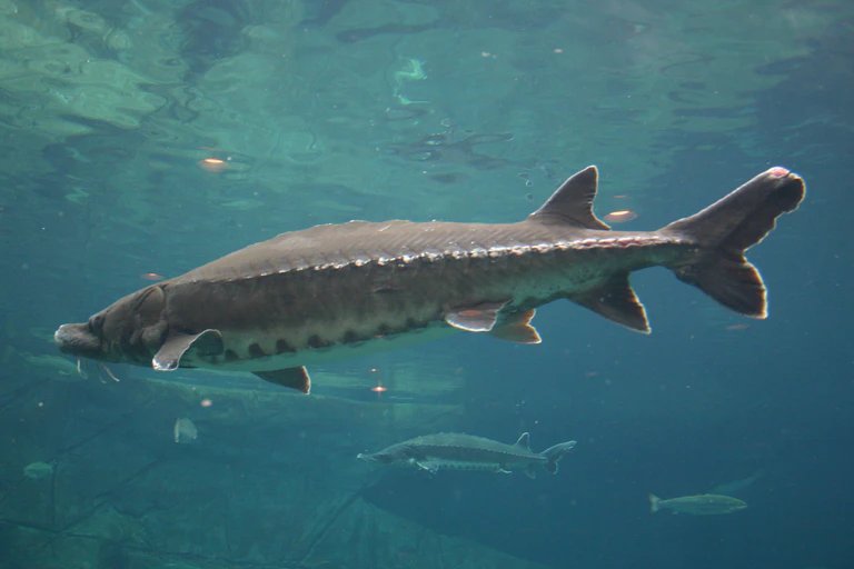 gray spiny fish swimming in greenish blue water