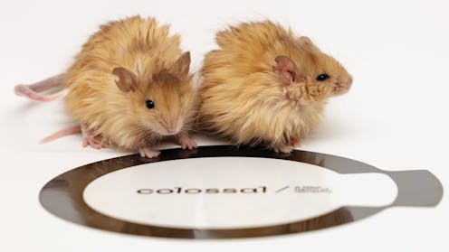 Woolly mice are cute and impressive – but they won’t bring back mammoths or save endangered species