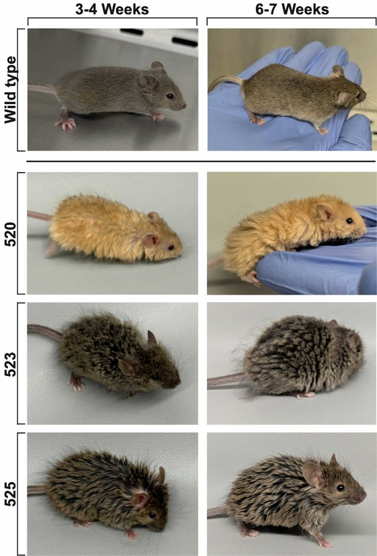 Woolly mice are cute and impressive – but they won’t bring back ...