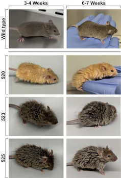Photos de souris avec différentes longueurs et couleurs de poils