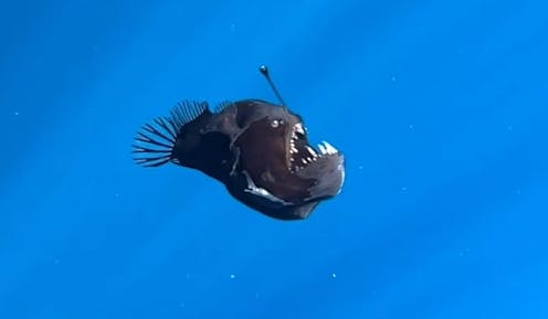 how a dying anglerfish became a social media sensation