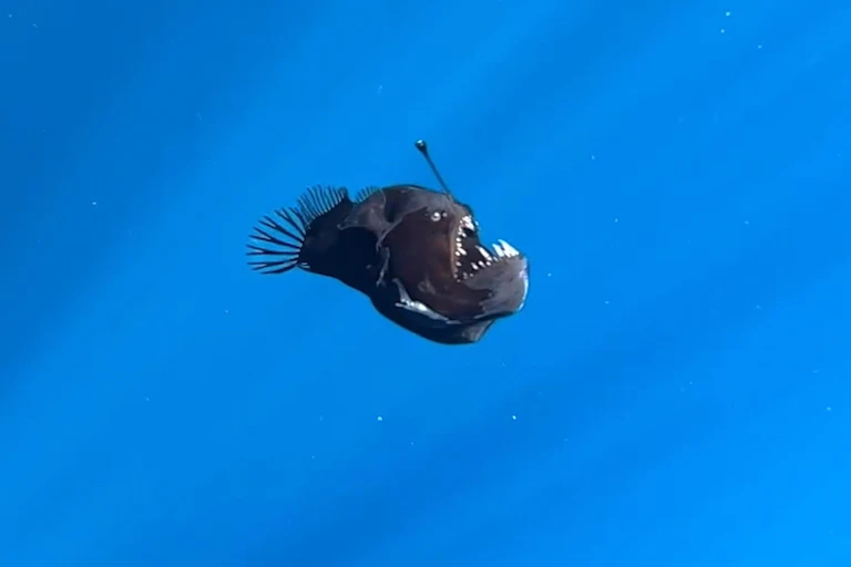 Photo of a black anglerfish floating in brightly lit blue water.