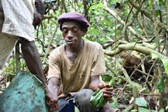 Two men inside a dense forest extracting honey from a tree and putting it into a bucket