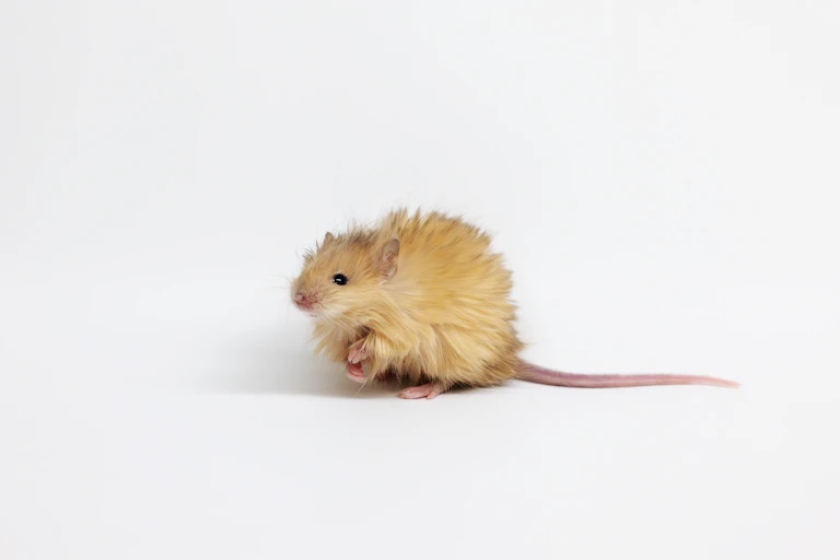 Woolly mouse