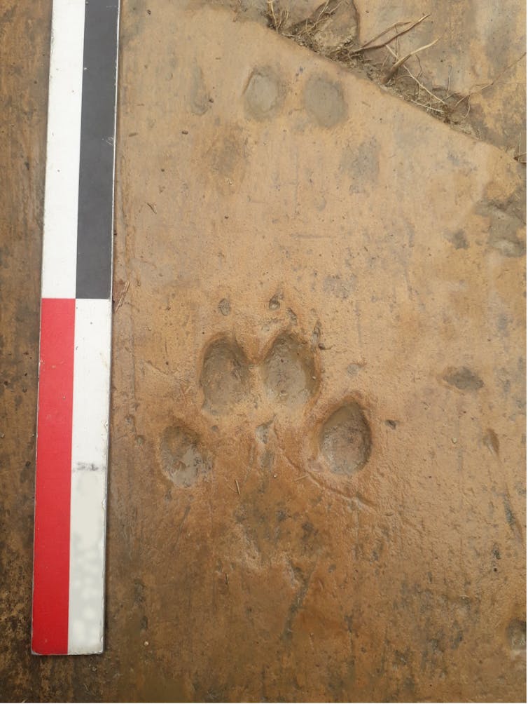 Within the steps of historical animals: Ihnology at the provider of historical past and archeology 1 file 20250306 56 vv06x3.jpg?ixlib=rb 4.1