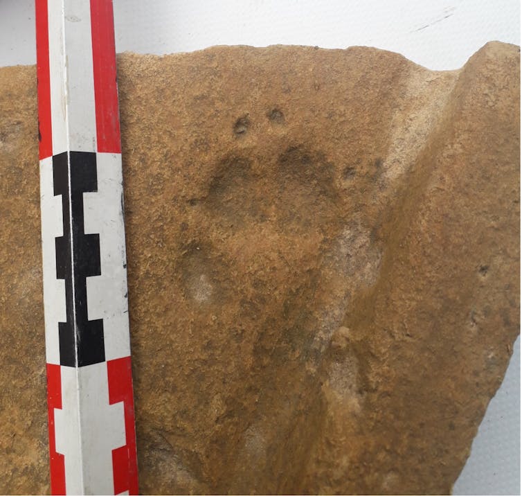 Within the steps of historical animals: Ihnology at the provider of historical past and archeology 2 file 20250306 57 39x4u4.jpg?ixlib=rb 4.1