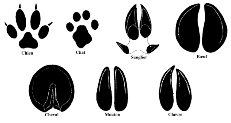 Within the steps of historical animals: Ihnology at the provider of historical past and archeology 3 file 20250306 63 9586s3.png?ixlib=rb 4.1