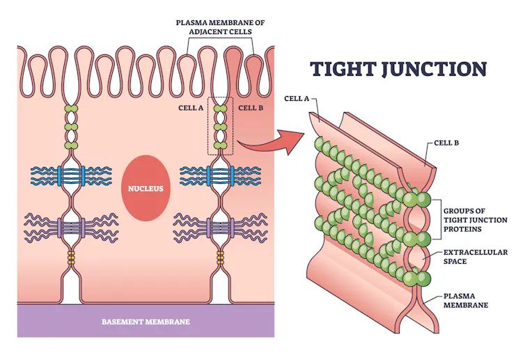 Diagram of two cells bound together by strands of protein