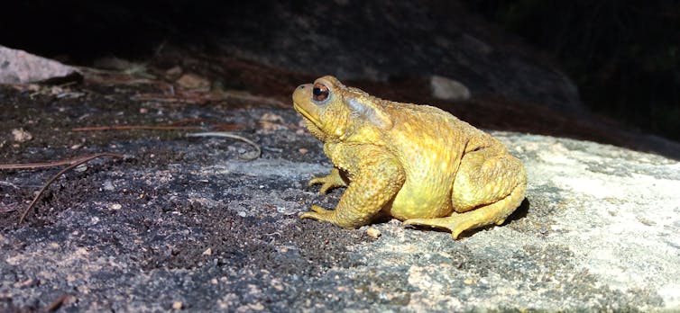 Sapo común sobre una roca