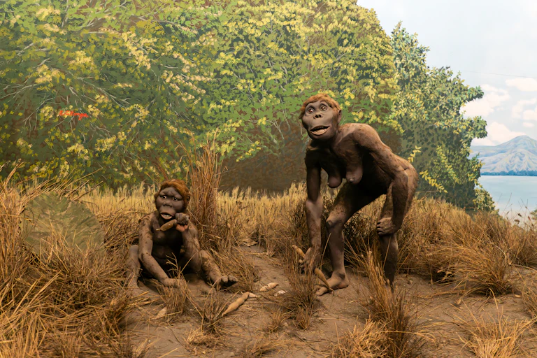Illustration of upright-walking primates