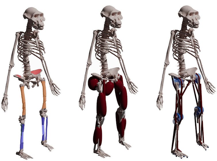 Three skeleton figures