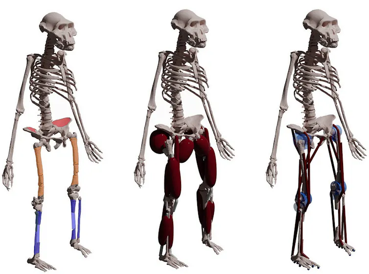 Three skeleton figures