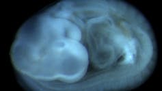 Estela Maldonado Bautista