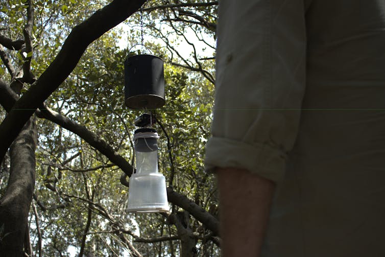 Scientist inspecting a mosquito trap