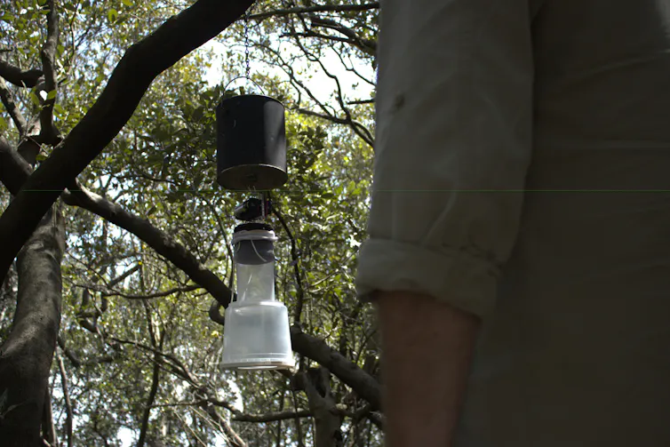 Scientist inspecting a mosquito trap