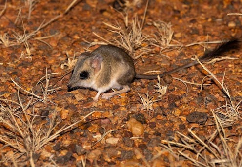 Kultarrs are tiny, cryptic creatures that only come out at night. Scientists are finally learning how they live