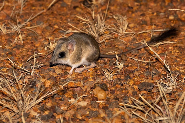 Small marsupial with grey fur and a long tail with a fluffy black tip in a rocky desert.