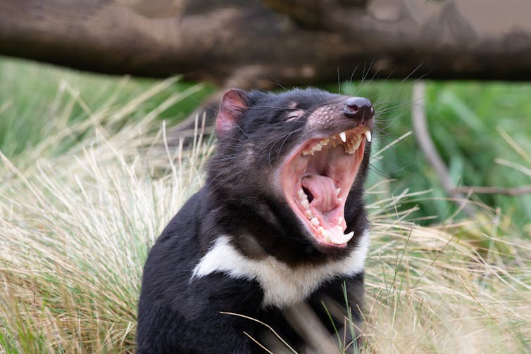 An animal with a black coat with a white patch on its chest opening its jaws wide.
