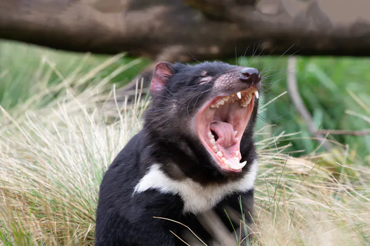 An animal with a black coat with a white patch on its chest opening its jaws wide.