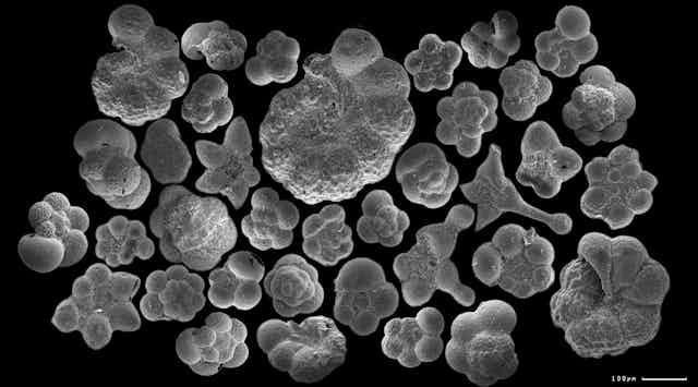 A collection of round, bulbous fossils in black and white.