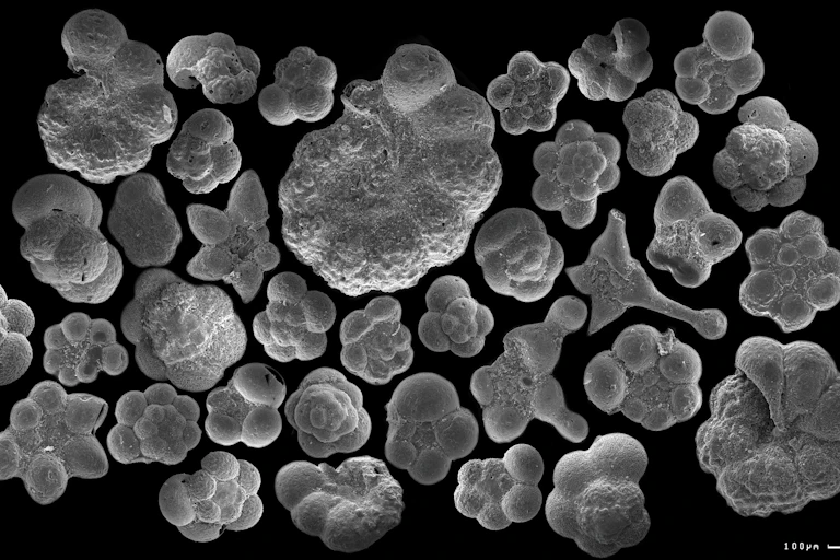A collection of round, bulbous fossils in black and white.
