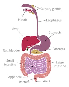 Human gut