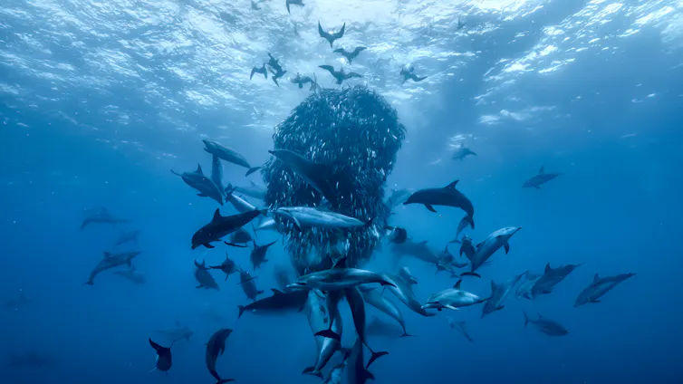 underwater scene of baitball