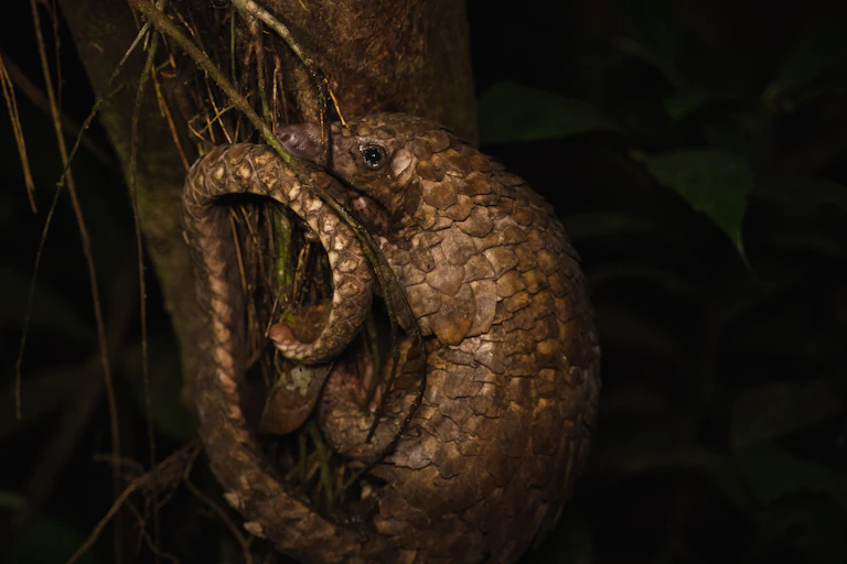 pangolin in the wild