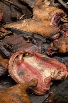 pangolin meat