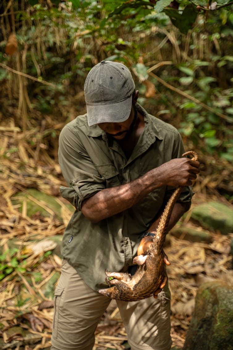 Charles Emogor holds pangolin in forest