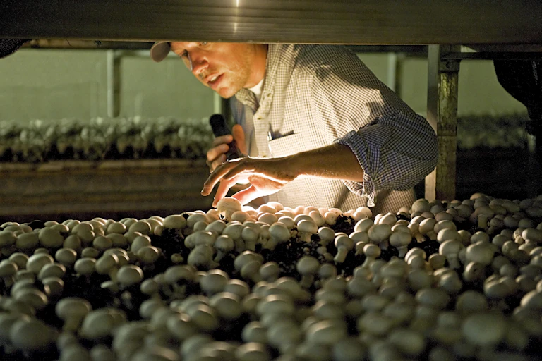 Man holds flashlight in one hand and touches white button mushrooms with other